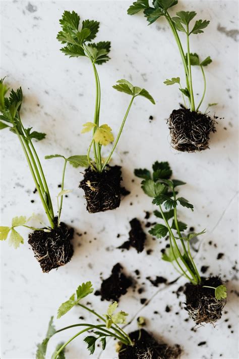 How to Grow Parsley From Cuttings (Regrow Store-Bought Parsley) - Gardenisms