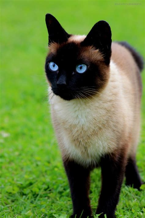 10 Best Siamese Cat Names