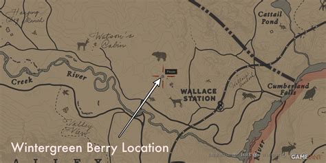 Red Dead Redemption 2: Where to Find All Berries