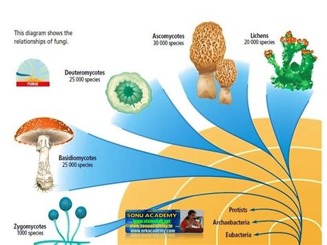 SONU ACADEMY: HETEROTROPHIC NUTRITION SAPROPHYES-TEXT