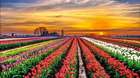 1920x1080px, 1080P free download | Tulip fields in the Netherlands, sunset, windmill, tulips ...