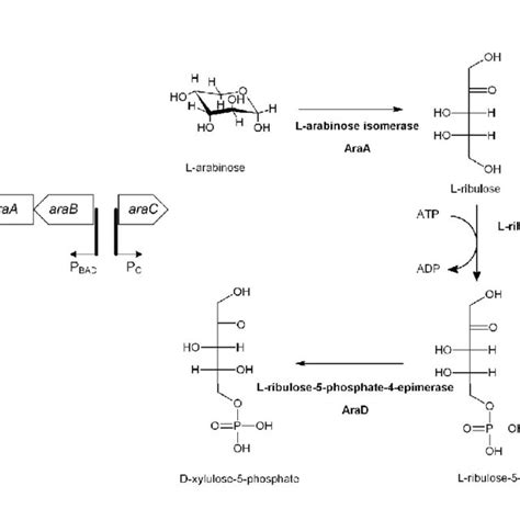 The first three genes in L-arabinose metabolism are associated in an... | Download Scientific ...