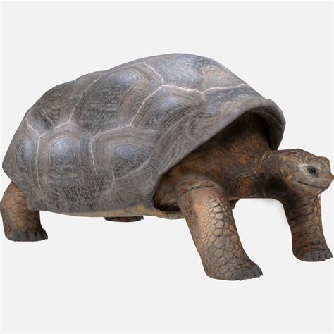 Galapagos Tortoise - 3D Model by GabrielCasamasso