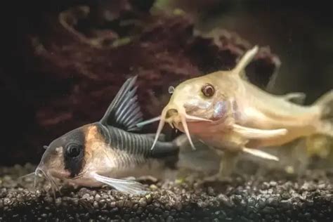 Cory Catfish: Care Guide with Pictures - Better Fishkeeping