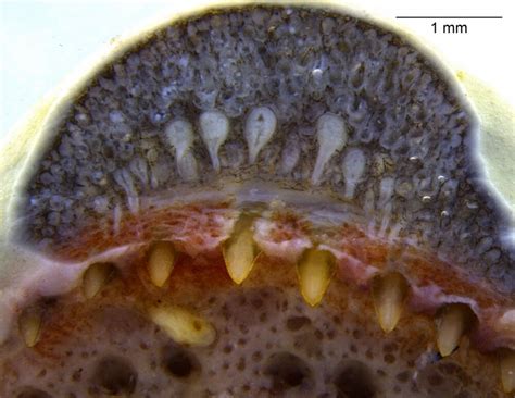 Venom glands similar to those of snakes are found for first time in amphibians