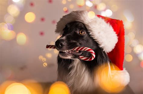 HD wallpaper: dog, New Year, Christmas, 2018, Merry Christmas, Xmas ...