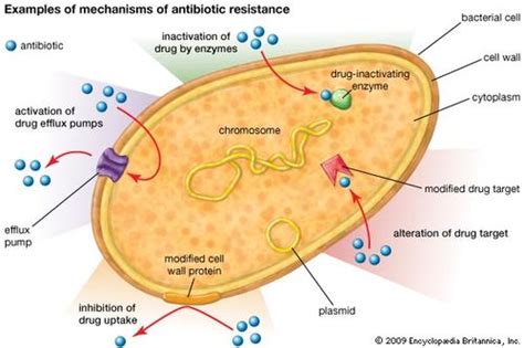 In The Figure Which Diagram Of A Cell Wall Is Resistant To Many Antibiotics Eg Penicillin ...