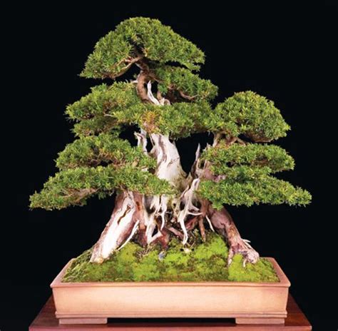 Mr Miyagi Bonsai Tree, The Karate Kid Ost 09 Bonsai Tree Youtube ...