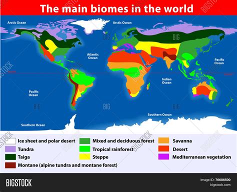 Main Biomes World Vector & Photo (Free Trial) | Bigstock