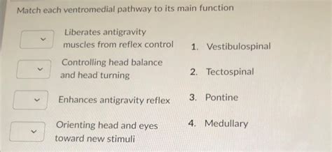 Solved Match each ventromedial pathway to its main function | Chegg.com