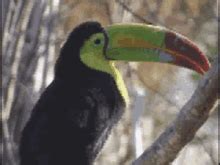 Toucan GIFs | Tenor