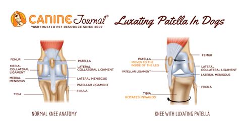 Luxating Patella In Dogs: Symptoms, Diagnosis, Treatment & More (2023)