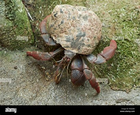 Caribbean hermit crab in its natural habitat Stock Photo - Alamy