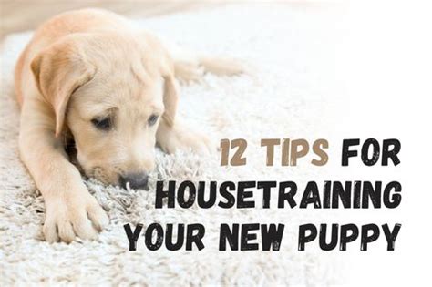 12 Tips for Housebreaking a New Puppy