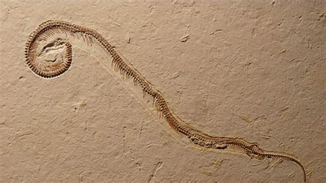 Four-Legged Snake Fossil Found In Museum | UK News | Sky News