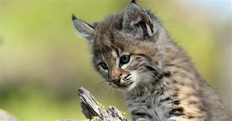 What’s a Baby Lynx Called + 4 More Amazing Facts! - A-Z Animals