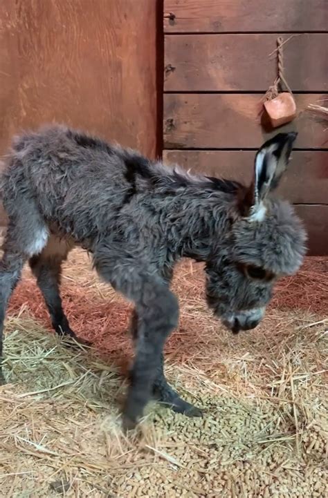 How to care for a baby donkey - Loveanimal