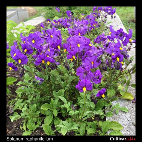 Wild Potatoes (Solanum section Petota) - The Cultivariable Growing Guide