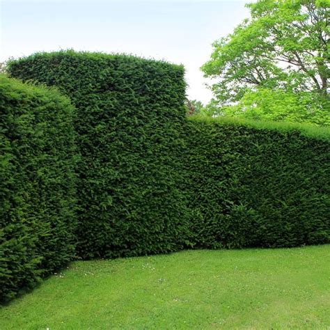 Yew hedge plants | Fast growing trees, Hedging plants, Taxus baccata