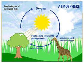 The Oxygen Cycle - Cycles