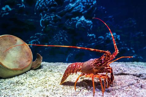 1-in-30 million: Rare orange lobster rescued from Ontario grocery store | The Optimist Daily