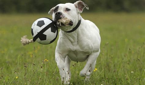 How To Exercise An American Bulldog? | MyPetCareJoy