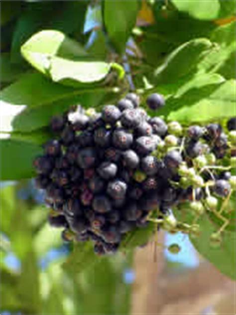 Allspice, Herbal Medicine - Uses, Health Benefits,Side Effects