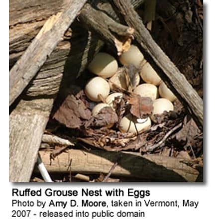 Ruffed Grouse (Bonasa umbellus) Information | Earth Life