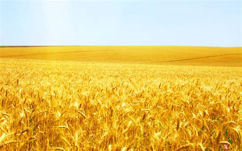 Hd Wheat Crop Material - Wheat Field - 1920x1200 Wallpaper - teahub.io