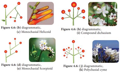 Cymose inflorescence - Types of Inflorescence