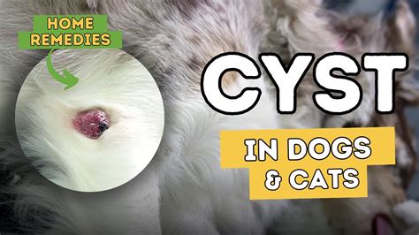 How To Get Rid Of A Dog Cyst Naturally | eduaspirant.com