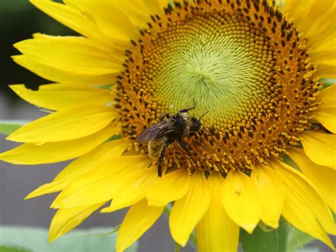 Bee on a sunflower | Smithsonian Photo Contest | Smithsonian Magazine