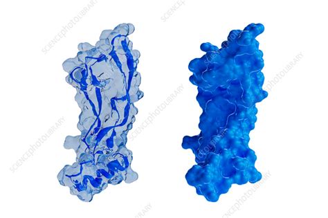 GDF15 protein, illustration - Stock Image - F037/9390 - Science Photo Library