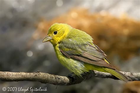 Scarlet Tanager (female) photo - Lloyd & Sandy Spitalnik photos at pbase.com