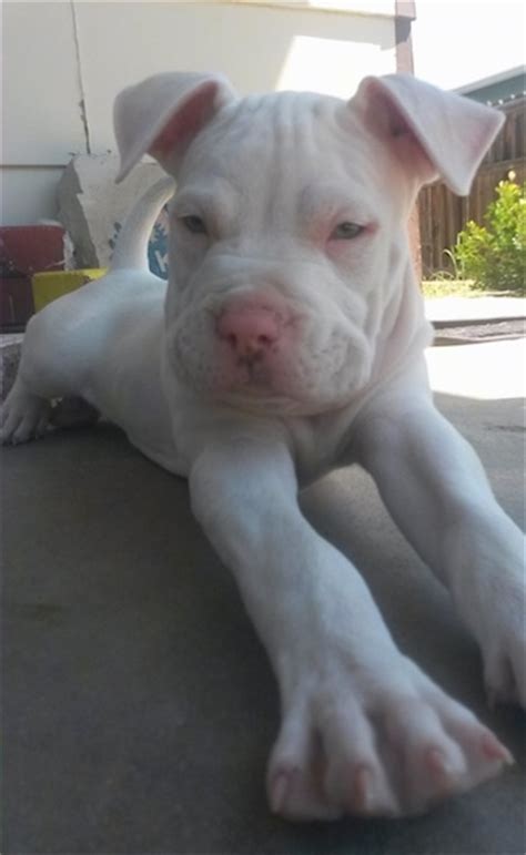 Bullboxer Pit Dog Breed Information and Pictures