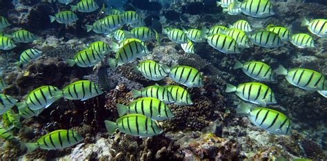 The Ningaloo Reef | Dive Ningaloo