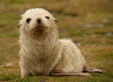 This Antarctic Fur seal is leucistic. It means that he has a condition ...