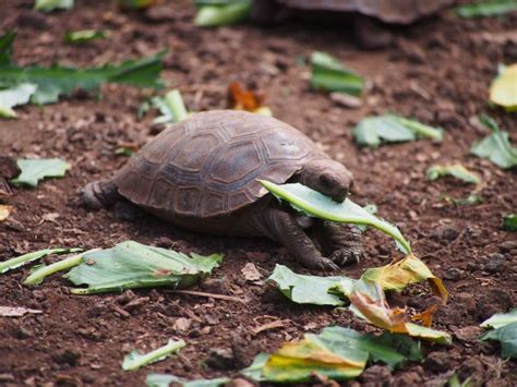 Understanding Reptile Diet Variation