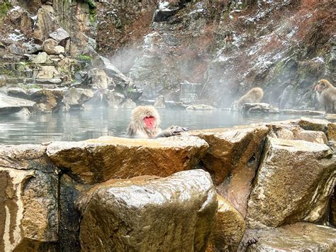 Day Trip to Jigokudani Snow Monkey Park from Tokyo