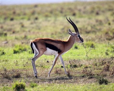 Thomson's Gazelle - Facts, Diet, Habitat & Pictures on Animalia.bio