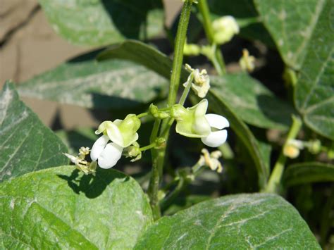 Owyhee Agriculture: Bean Flowers