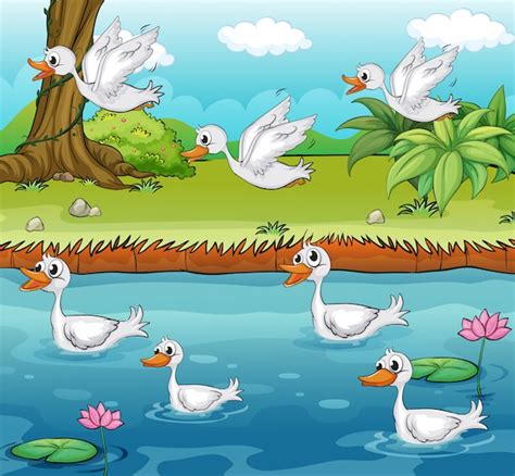 Free Vector | Swimming and flying ducks