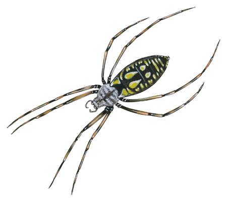 Stock Illustration - Black-and-yellow argiope (Argiope aurantia)