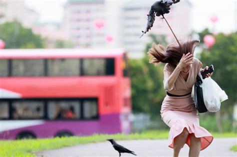 'Fierce and aggressive' crows in Bishan attack passers-by, Latest ...