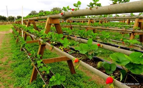 Strawberry Plant Grow, Strawberry Beds, Strawberry Planters, Strawberry ...