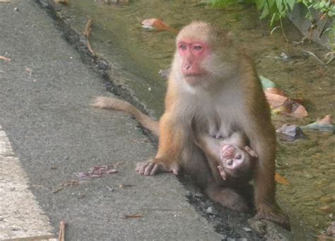 Where to Find Monkeys in Southeast Asia? Thailand, Malaysia and Beyond