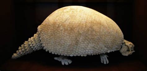 Glyptodont fossil | Extinct animals, Prehistoric animals, Prehistoric