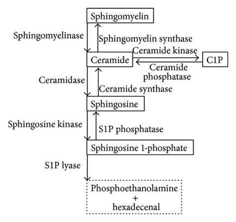 The sphingolipid system. (a) The pathway of sphingolipid synthesis and... | Download Scientific ...