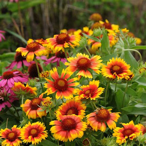 Mesa Bright Bicolor Gaillardia Seeds - Perennial Flower Seeds