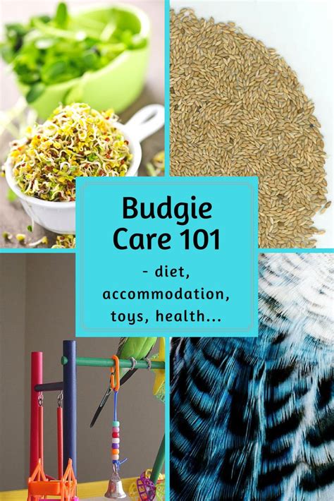 Budgie care. All the basics, plus more! If you want to give your budgie ...